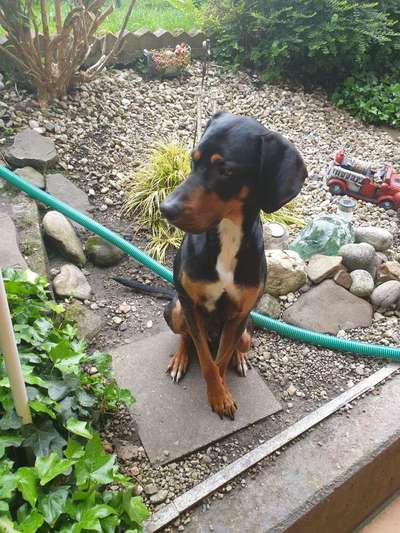 Labradorfans-Beitrag-Bild