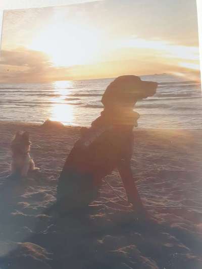 Dogorama-Monats-Challenge-Mai "Wasser"-Beitrag-Bild