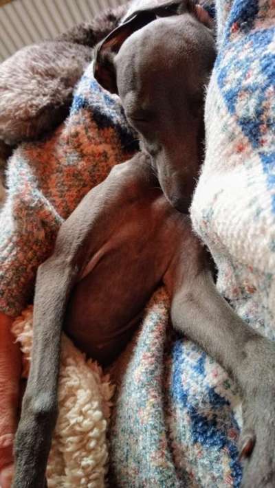 Welche Hunderasse-Beitrag-Bild