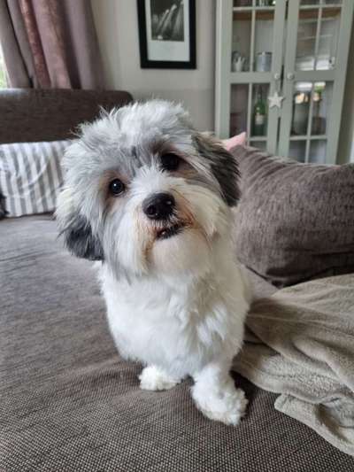 Havaneser dabei?:)-Beitrag-Bild