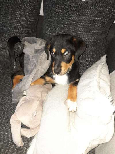 Welpen Bilder !-Beitrag-Bild