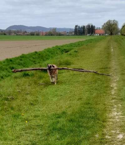 Dogorama Photo Challenge - Apportieren-Beitrag-Bild