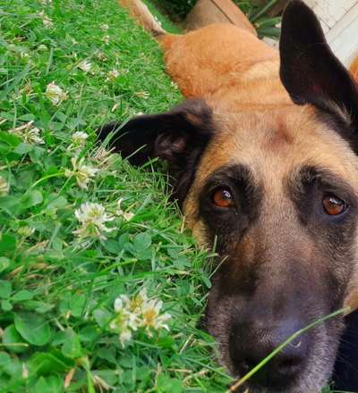 Unsere Fellnasen im Regenbogenland-Beitrag-Bild