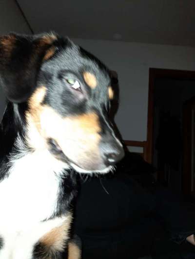 grumpy dog 😅-Beitrag-Bild