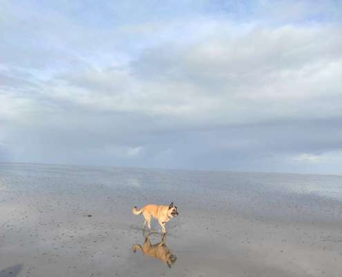 Dogorama Photo Challenge - Pfützen & Spiegelungen-Beitrag-Bild