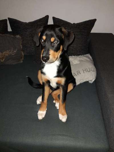 Welpen Bilder !-Beitrag-Bild