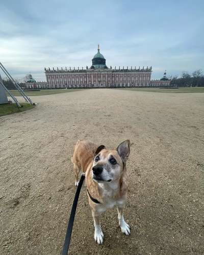 Hundetreffen-Gassirunde mit älterem Hund-Bild