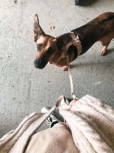 Hund aus dem Spanischen Tierschutz-Beitrag-Bild