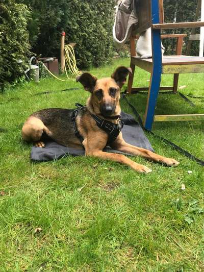 Podencomischling oder Podenco-Beitrag-Bild