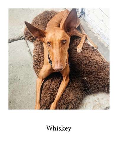 Podencomischling oder Podenco-Beitrag-Bild