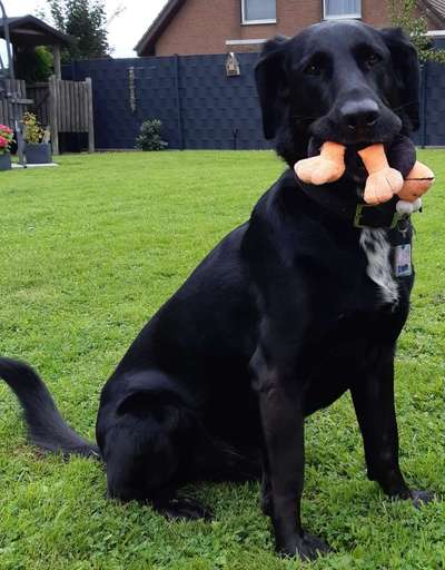 Dogorama Photo Challenge - Apportieren-Beitrag-Bild