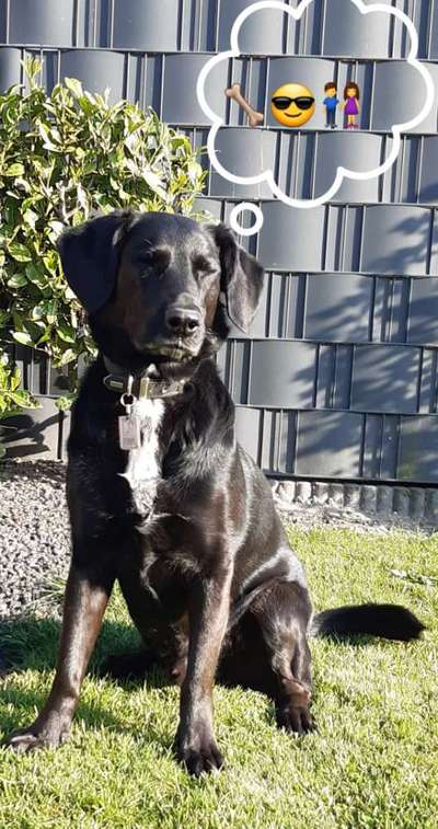 Labradorfans-Beitrag-Bild