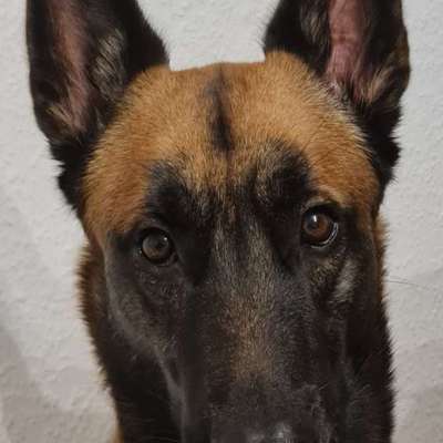 Hundetreffen-Pubertier sucht souveräne Spielgefährten-Bild