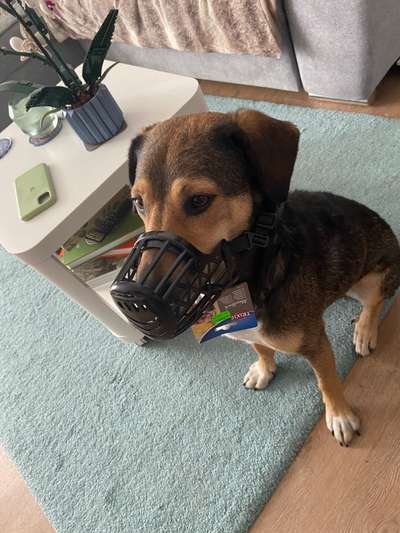 Wie sitzt mein Maulkorb / Maulkorb-Beratung-Beitrag-Bild