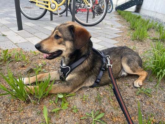 Jack Russel-Beitrag-Bild