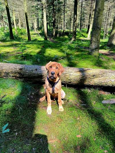 Wo sind denn hier die Broholmer?-Beitrag-Bild