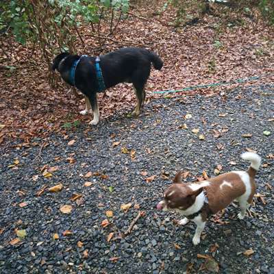 Hundetreffen-Gassirunde im Süden von Braunschweig-Bild