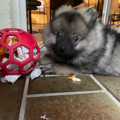 Hundetreffen-Welpentreff Bonn Beuel-Bild