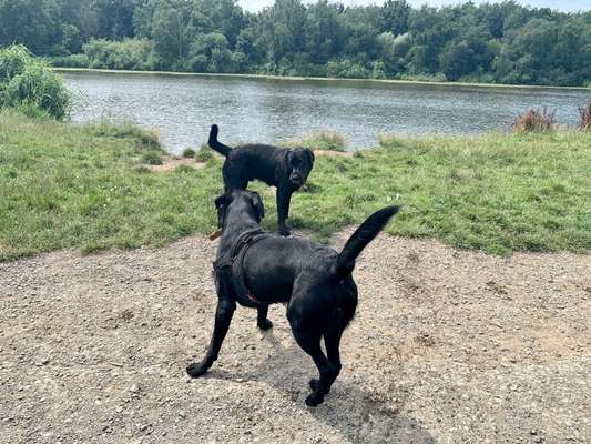 Hundeauslaufgebiet-Auesee-Bild