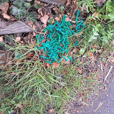 Giftköder-Gift-Bild