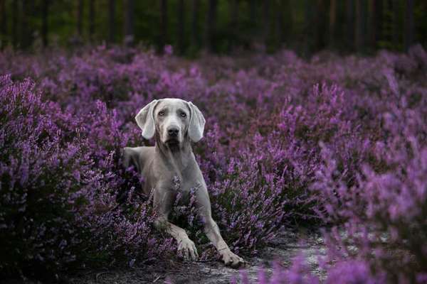 Weimaraner-Beitrag-Bild