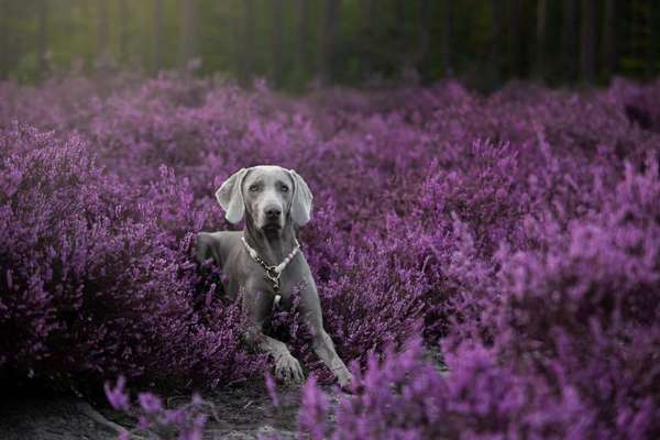Weimaraner-Beitrag-Bild