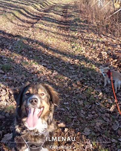 Hundetreffen-Spaziergang im Steigerwald-Bild