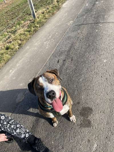 Seltene Rassen!-Beitrag-Bild