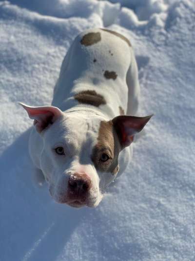 Wo sind meine AMERICAN BULLDOGS?-Beitrag-Bild