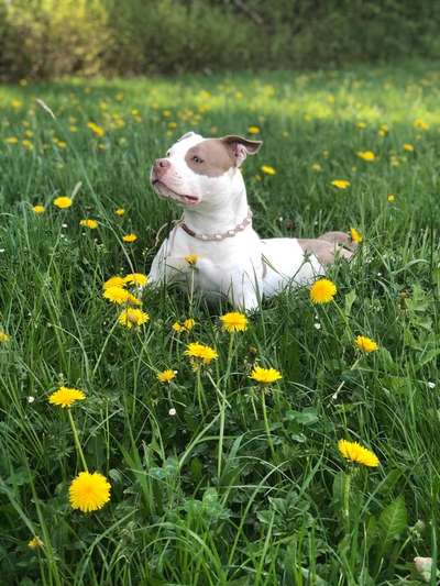 Challenge 23 : "  Euer Hund beim Frühlingserwachen "-Beitrag-Bild