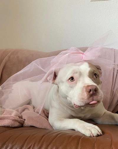 Lustigsten Grimassen von euren Hunden-Beitrag-Bild