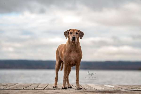 Hundetreffen-Senioren Treffen München Obergiesing-Bild