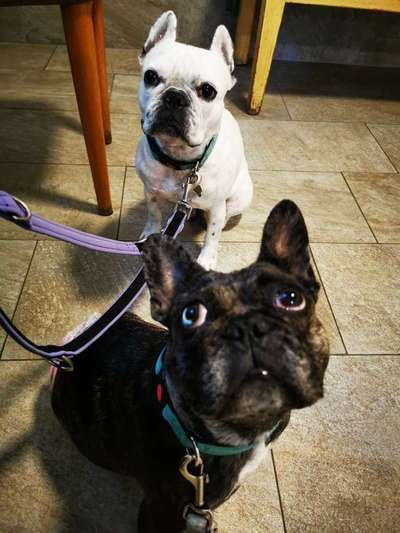 Die Dogorama Wochen Challenge-Beitrag-Bild