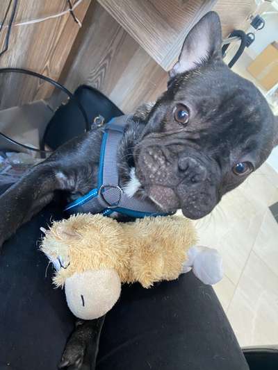 Französische Bulldoggen-Beitrag-Bild