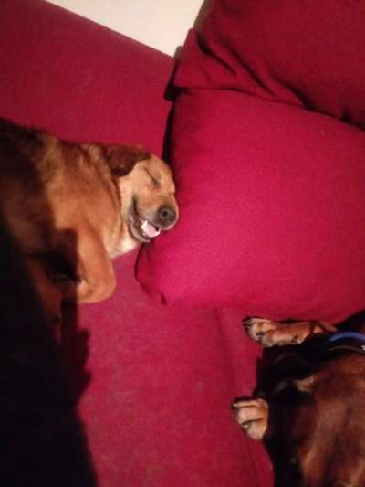 Lustigsten Grimassen von euren Hunden-Beitrag-Bild