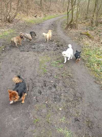 Mehrere Hunde zuhause !-Beitrag-Bild