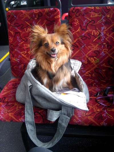 Die Dogorama Wochen Challenge-Beitrag-Bild