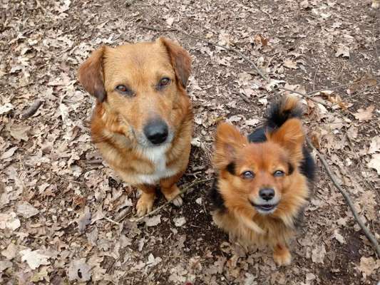 Mehrere Hunde zuhause !-Beitrag-Bild