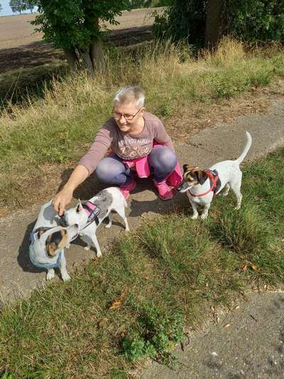 Wo sind die Jack und Parson Russell Terrier?-Beitrag-Bild