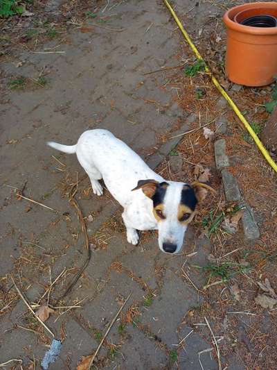 Wo sind die Jack und Parson Russell Terrier?-Beitrag-Bild