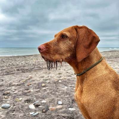 Hundetreffen-Regelmäßig Hundebegegnung gesucht-Bild