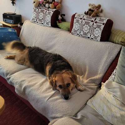 Hund abgegeben, weil Urlaub anstand? Leider kein Witz 😳-Beitrag-Bild