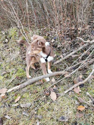 Aussies-Beitrag-Bild