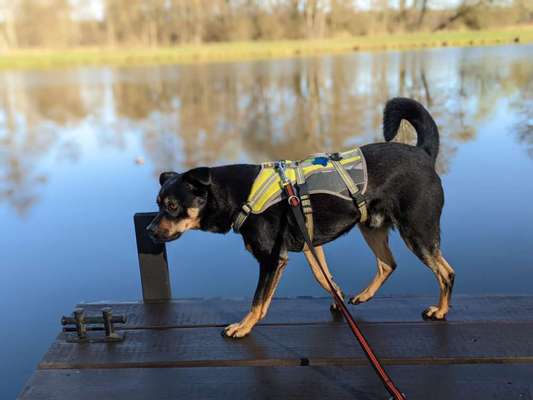 Auslandstierschutz-Beitrag-Bild