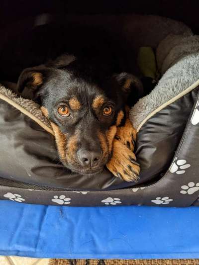 Auslandstierschutz-Beitrag-Bild