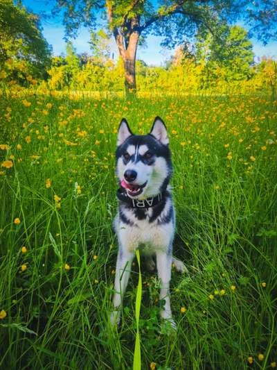 Hundetreffen-Hundefreundschaft-Bild