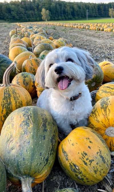 Fotochallenge Nr. 59 - Mein Hund zeigt die Zunge-Beitrag-Bild