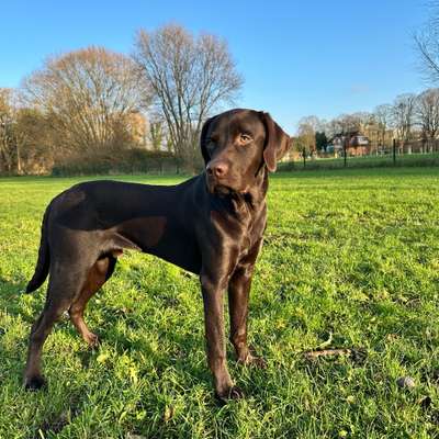 Hundetreffen-Freunde gesucht 🐾 - Hamm-Bild