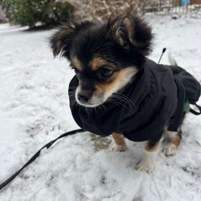 Hundetreffen-3 month old Chihuahua puppy looking to have play date with other small puppies and dogs-Bild
