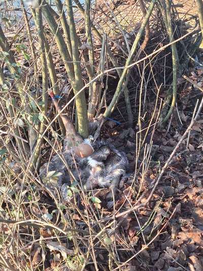 Giftköder-Wildfleisch am Baum befestigt-Bild